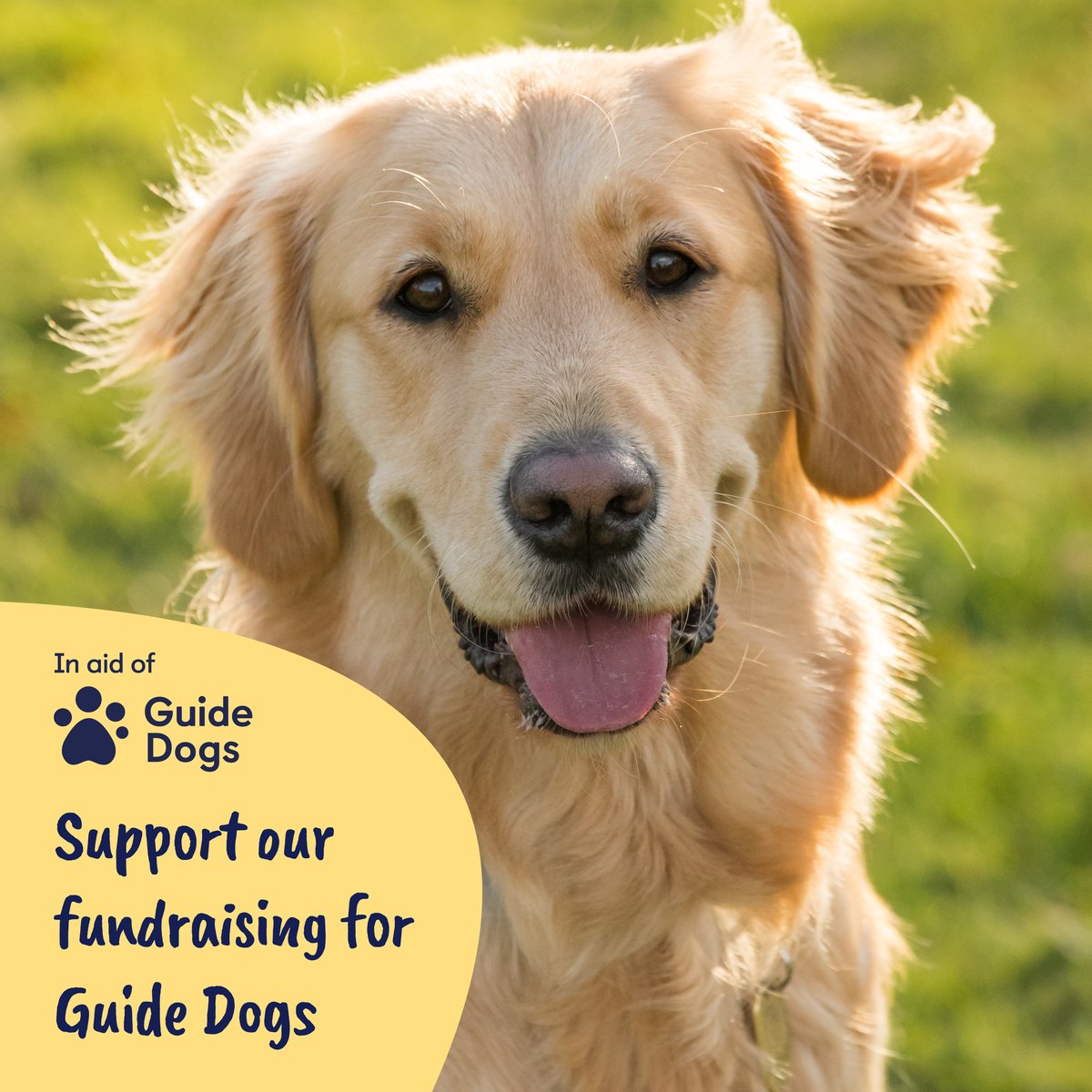 support-our-fundraising-for-guide-dogs---image